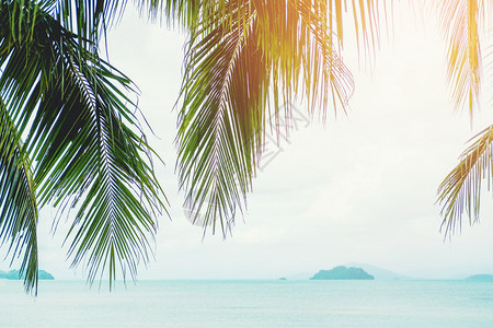 气候椰子棕榈树沙滩夏季概念场景威夷人图片
