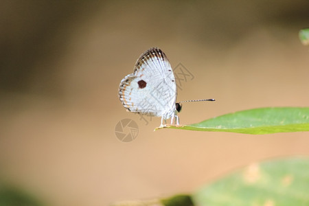 无脊椎动物蝴蝶自然飞行图片