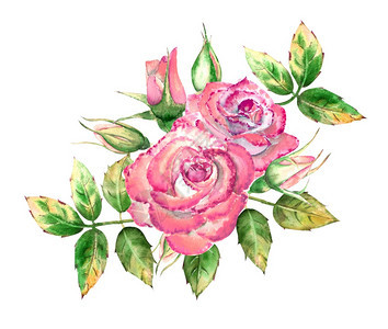 夏天3朵粉色玫瑰花绿叶开闭束精美水彩插图3朵粉色玫瑰花开闭束精美水彩插图画绿化图片