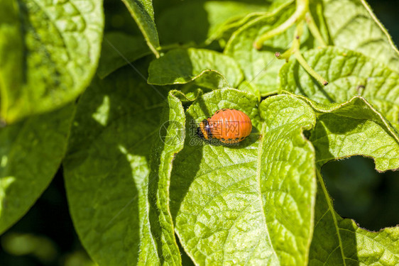 农场昆虫学生活在土豆绿叶和食用农业植物的花蜜虫颜色多甲橙幼春季在农业田上关闭和夏季在彩色甲虫生物学图片