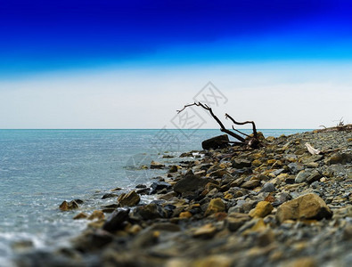 清除旅行岩石海洋滩背景上水平生动的干树在岩石海洋滩背景上水平生动的干树空图片