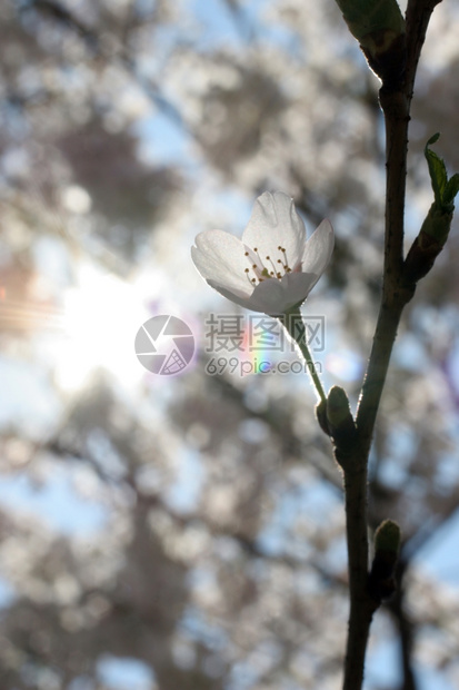 出生早春时水果花紧闭着春天新鲜的图片