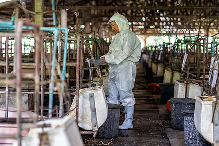 亚洲兽医在猪养殖场动物和猪养殖业工作并检查婴儿猪的情况农民年轻在职图片