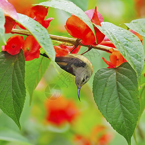 美丽的Sunbird少年男黑人胸太阳鸟Aethopyga饱和塔挂在树枝上叶子绞刑热带图片