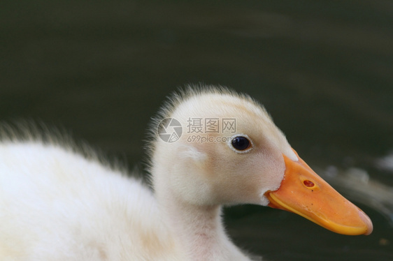 动物群青白鸭画像在焦点湖表面的绿色之上蓬松剪下图片