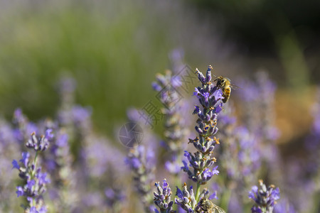 自然蜜蜂收集花粉从熏衣草和美丽开图片