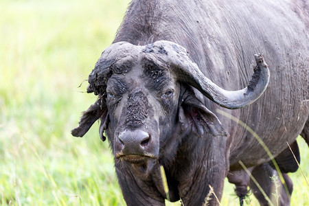 一些大水牛站在草地上肯尼亚的大草原上吃水牛站在地上肯尼亚的大草原上吃小牛力量黑色的图片