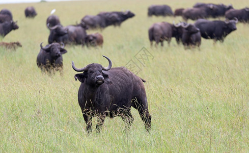 常设苹果浏览器一些大水牛站在草地上肯尼亚的大草原上吃水牛站在地上肯尼亚的大草原上吃动物图片