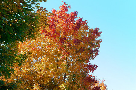 秋天公园里的树木图片