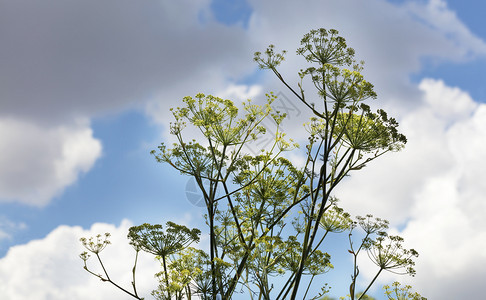 草本植物与蓝天和白云对立的黄色种子颜安丽丝尾巴与蓝色天空对峙的黄种花食物图片
