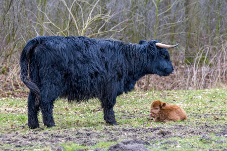 草原汉兰达孩子黑人母亲苏格兰高地牛在春草林中躺着棕牛图片