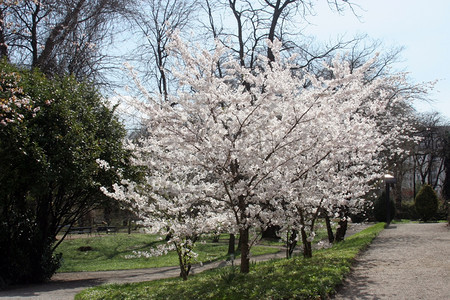 开幕季节最早的春天果花自然图片