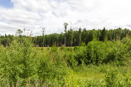 有些树红叶夏季日青春小树林包括木和灌季节环境春天图片