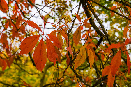 门户14温和的秋季橙色树叶花朵多彩的秋色叶子季节自然背景天气图片