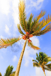 梦海岸线热带加勒比岛屿天堂的景象美丽图片