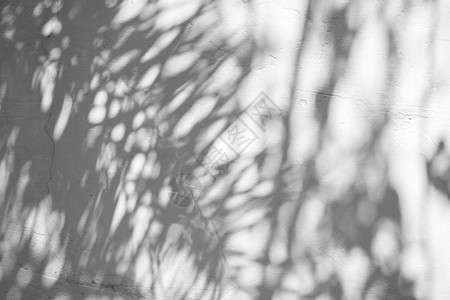 混凝土墙上阴影叶的黑白抽象背景文字标语艺术叶子灰色的图片