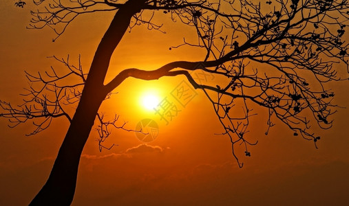 印象亚洲夜晚太阳下山天空如橙色闪亮日落时树枝的周光阴影图片