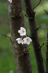 柔软度季节早春时水果花紧闭着图片