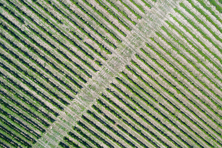 葡萄园的空中景象阳光下草原的绿列排葡萄藤美丽的图片