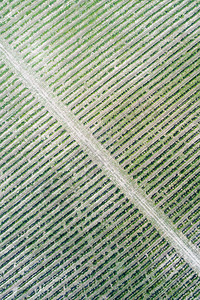 葡萄园的空中景象阳光下草原的绿列季节在下面场地图片
