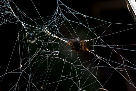 捕食者昆虫把它包裹在蜘蛛的丝绸里可怕水湿图片