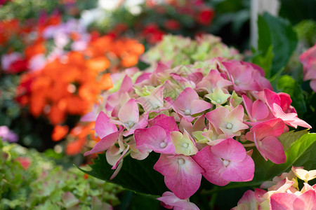 丰富多彩的花园里朵多彩的Gerbera花朵植物绽放图片