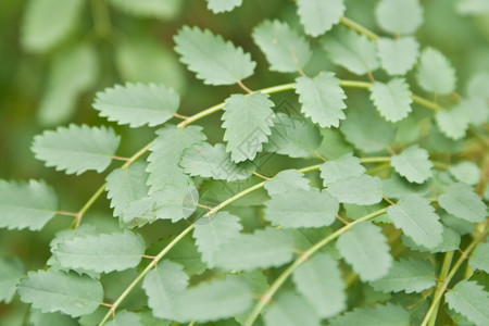 保护草本植物曲线在花园里种着植物与奇异的树叶交织在一起图片