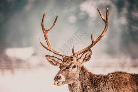 冬季草原上的鹿图片