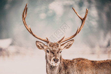 冬季草原上的鹿图片