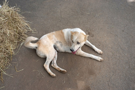 松弛犬类狗在地上放松污垢图片