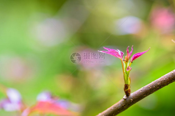 天树叶美丽的红甜口香糖或Formosan口香糖在绿色背景下开花其果树液体甘巴形态甜口香糖或福摩桑的红叶图片