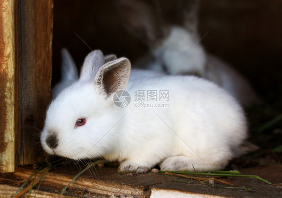 家庭农场里的兔子幼崽图片