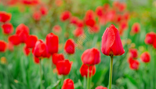 郁金香花团锦簇图片