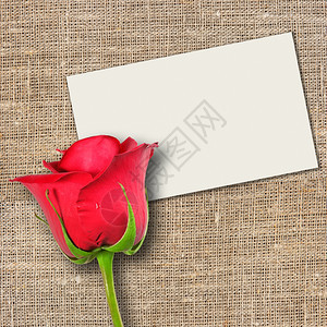 简单绿色美丽一张红玫瑰和广告卡在纺织背景上关闭摄影棚展图片