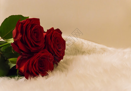 一种手束红玫瑰花躺在白地毯上的浪漫象征情人节的爱与欣赏情象充满活力图片