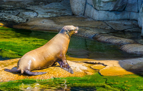 坐着成熟在水面的一只美丽海狮耳豹鱼洋生物动水族馆图片