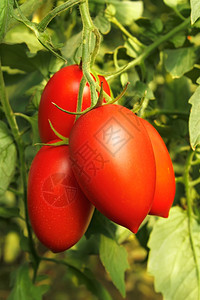 美味的在温室里种植长成熟的红西番茄密集的多汁图片