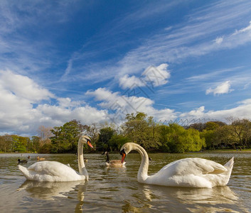 水鸟动物在英国纽卡斯尔的Leazes公园池塘中两只哑巴天鹅互相游泳在春季下午玩得开心图片
