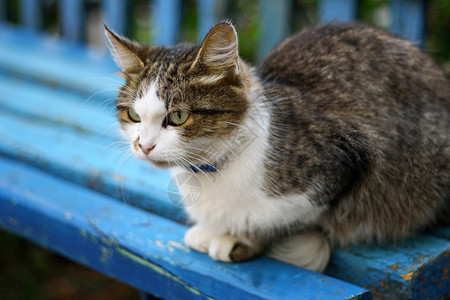 蓬松的大毛猫它躺在旧的有色长椅上涂着剥皮料小猫正面图片