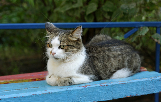 老的画大毛猫它躺在旧的有色长椅上涂着剥皮料毛图片