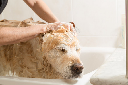 娇生惯养寻回犬一只用肥皂和水洗澡的狗烘干图片