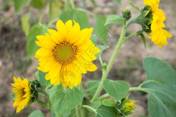 乡村的公共场所向日葵植物股票照片花瓣草地图片