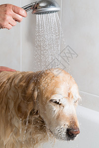 头发一只用肥皂和水洗澡的狗湿英俊图片