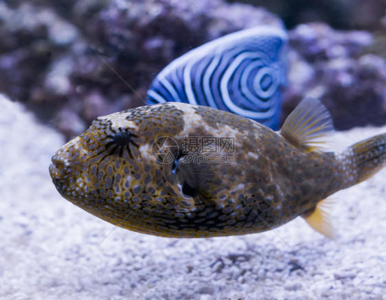 胀封闭的幼年海豚鱼来自印度洋的热带水族馆宠物白色的太平洋图片