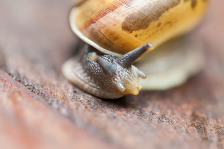 爬在松树上泰国Snail爬在松树上喇叭木制的爬行图片