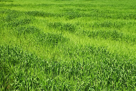 不均匀的在利天气之后干旱播种的绿色小麦农场活力图片