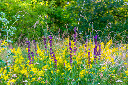 开满萨日朗花的草原背光黄色的紫夏天野花季日草原上美丽明亮绿花背景