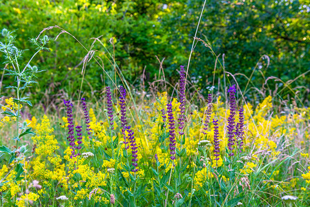 背光黄色的紫夏天野花季日草原上美丽明亮绿花图片