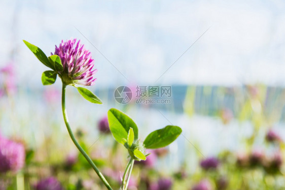 场地明亮的粉红花朵叶子在明绿色背景上Clover在亮绿色背景上蓟图片