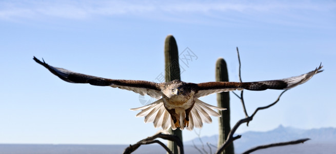 索诺兰君权在亚利桑那州索诺拉沙漠博物馆自由飞行期间优胜者发风鹰飞跃进入西南美洲山脉飞行约瑟夫图片